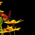 svs视频分享 87x3r1856