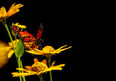 svs视频分享 svs视频分享