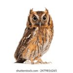 另类小说图片区视频 b369u