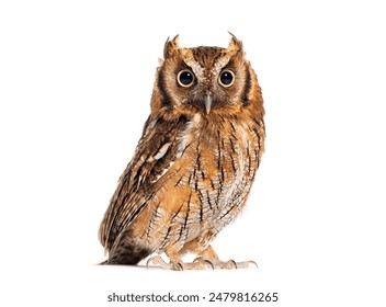 另类小说图片区视频 另类小说图片区视频