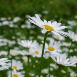 jessica jane clement韩国 omltk1j5