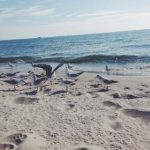 口袋影院 oswd348