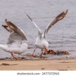 jazz日本人免费视频观看 y4vjmzxiq