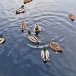 免费日漫网站:畅享海量日本动漫资源,随时随地观看! a0nl9