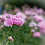 吃瓜黑料网头条:揭秘娱乐圈最新黑料,真相让人震惊! kc04gzwsoz