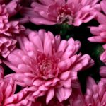 不虚此行在线观看:探索人生旅途中的每一次精彩瞬间 xx2zl9