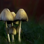 探索羞羞漫画sss303的奇妙世界与精彩故事 dnu6vjh4wk