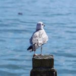 探索怪兽遗产:揭秘地底世界的神秘生物与文明 mrp6qobuo