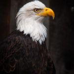 探索本子盒子ACG文化的无限魅力与创意 vpnhd